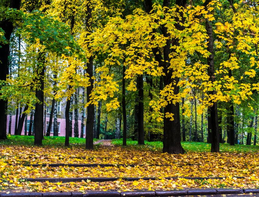 Парк рославль фото